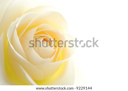 of soft white rose flower white rose flowers. of soft white rose flower