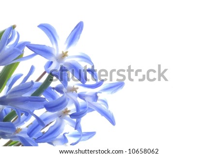 Close-up of blue spring scilla against white background