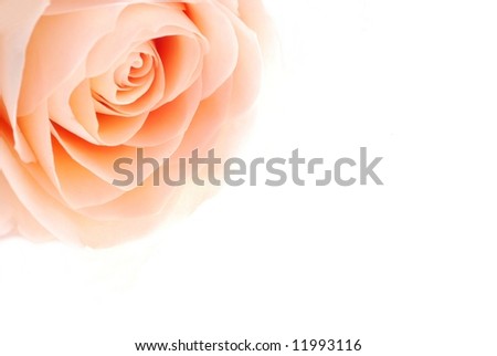 pink rose flower background. stock photo : Close-up of pink rose flower against white ackground