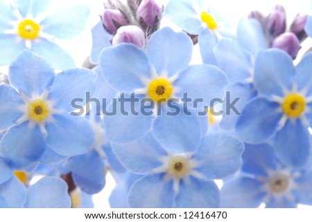 Forget Me Not Flower. blue Forget me not flower