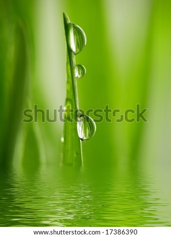 Fresh Green grass as a background with summer sun light and water drops reflected in water