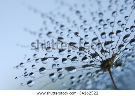 close-up of soft dandelion seeds to be used as background