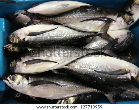 Horse mackerel fish on blue tray at fishmarket for food processing industry.