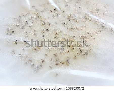 Seed tissue culture spray water cover with plastic in white dish.