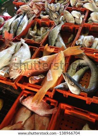 Fresh sea fishes in red boxes, at fishmarket for food processing industry.