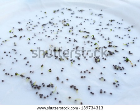 Seed tissue culture spray water cover with plastic in white dish.