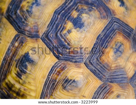 turtle shell texture