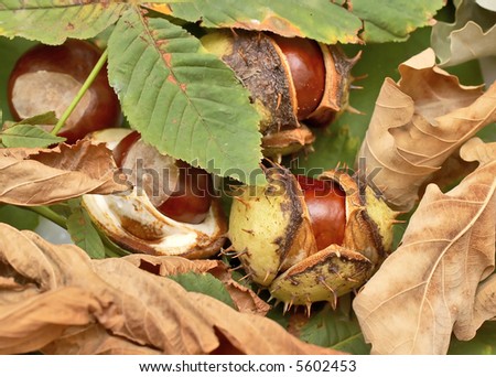 autumn leafs and chestnuts, autumn scenery