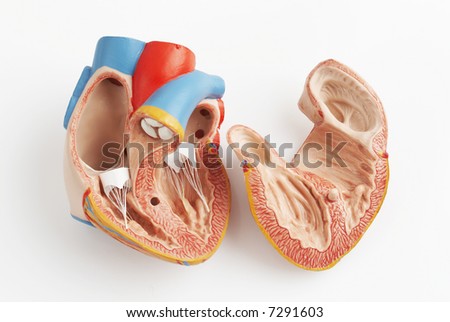 Major Vessels Of The Heart