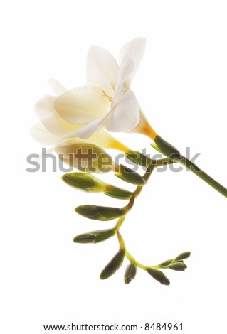 stock photo beautiful white fresia closeup isolated on white
