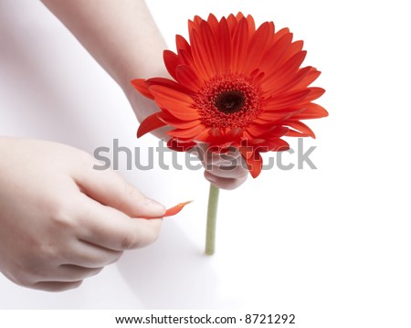 girl holding red gerbera and petal, \'loves me, loves me not\' game