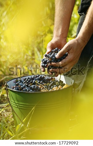 vintage; man's hands holding grapes
