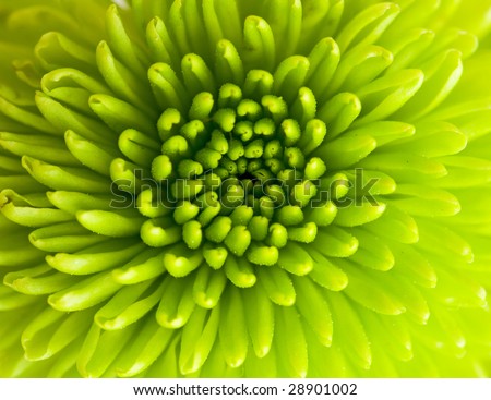 green chrysanthemum closeup