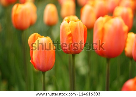 Close up of fresh orange tulips at Keukenhof garden, the netherlands