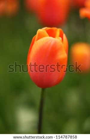 Close up of fresh orange tulips at Keukenhof garden, the netherlands