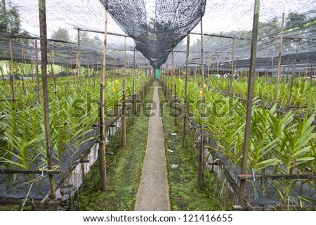 Orchid farm - nursery plant in filter house