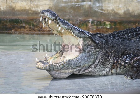 A crocodile opens mouth and shows sharp teeth