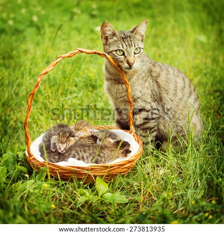 Gray pet cat with her baby kittens in a basket outdoors in green grass. Closeup of gray tabby cat family. Square format, retouched, vibrant colors, natural light.