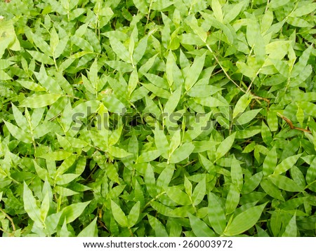 Pattern of green weed grasses as background