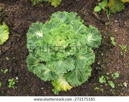Single lettuce salad vegetable grow on ground