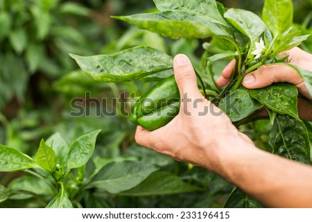 Green organic pepper with farmer hand in orchard.