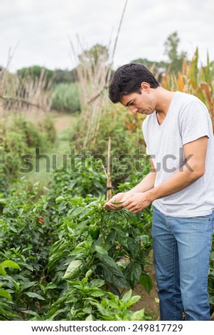 Young farmer checking the vegetables.