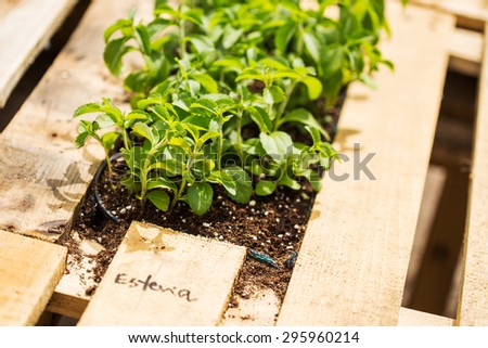 Stevia plants, natural substitute of sugar.