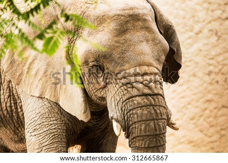 Portrait of an elephant in a zoo.