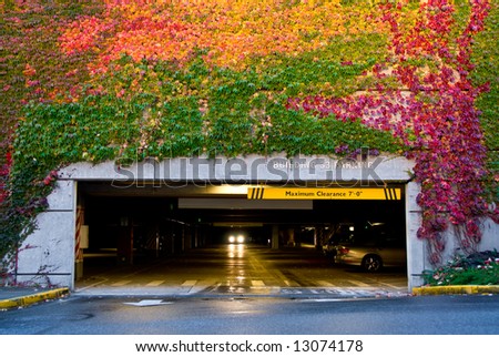 parking garage wall covered with ivy turning colors in the fall