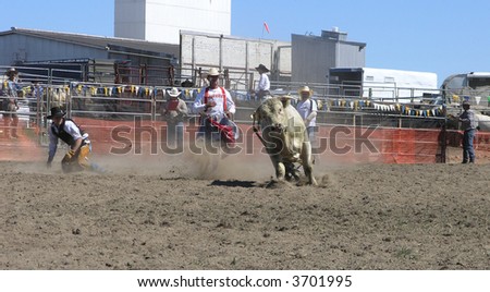 Bull on the Run