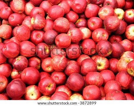 Second Grade Apples