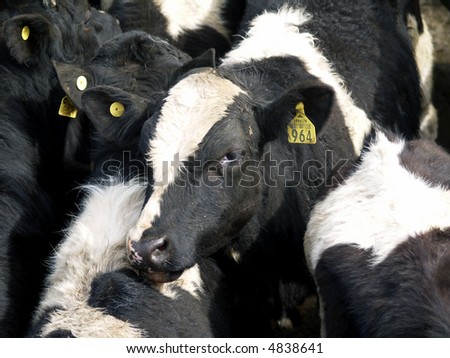 A friesian calf with yellow ear tags