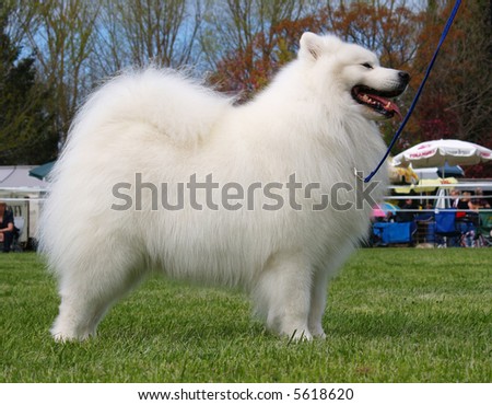 stock-photo-a-samoyed-standing-ready-to-catch-the-judge-s-eye-5618620.jpg
