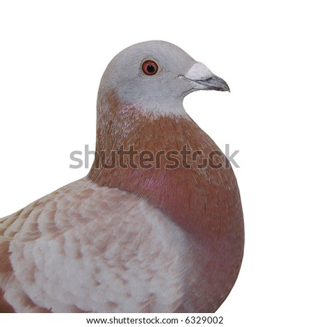red bar pigeon