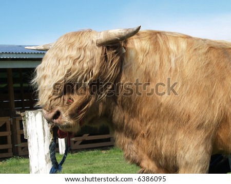 Bad Hair Day (Highland Bull)