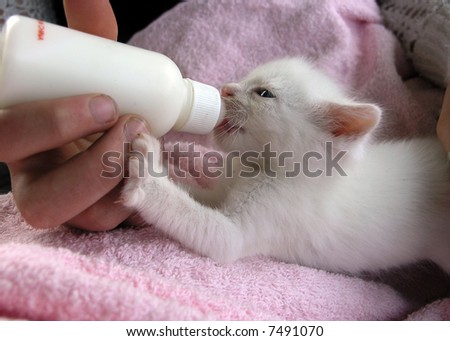 Τι κάνουμε αν βρούμε ένα μωρό γατάκι στο δρόμο - Σελίδα 8 Stock-photo-young-orphan-kitten-feeding-from-a-bottle-7491070