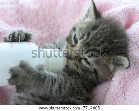 Kitten Bottle Feeding