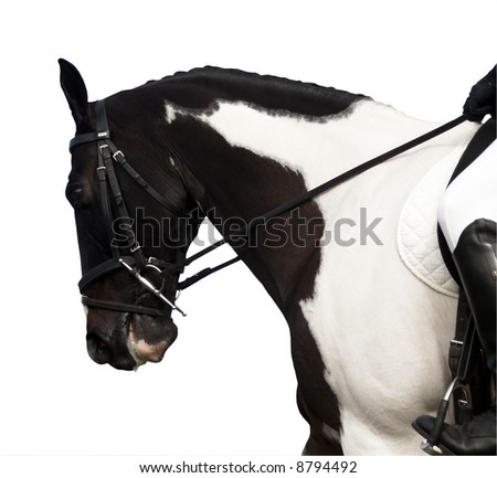 Advanced Dressage Horse