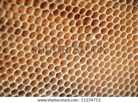 Empty honey cells showing the hexagonal walls