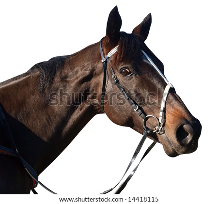 http://image.shutterstock.com/display_pic_with_logo/85246/85246,1214961198,1/stock-photo-racehorse-isolated-with-clipping-path-14418115.jpg