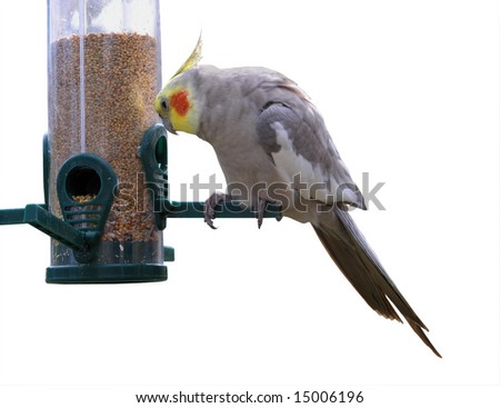 A Feeder