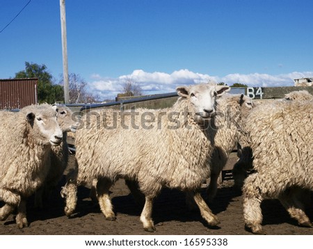 Mob Of Sheep