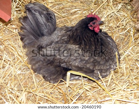 Hen Nesting