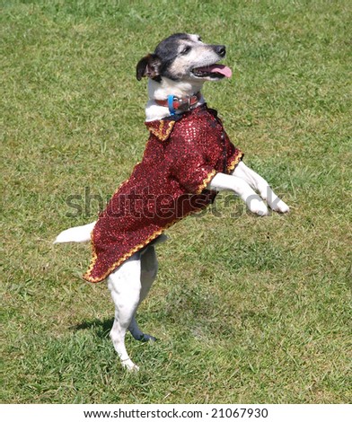 Fancy dressed terrier dancing