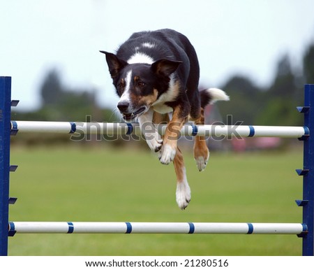 Dog Clearing a jump in an agility competition