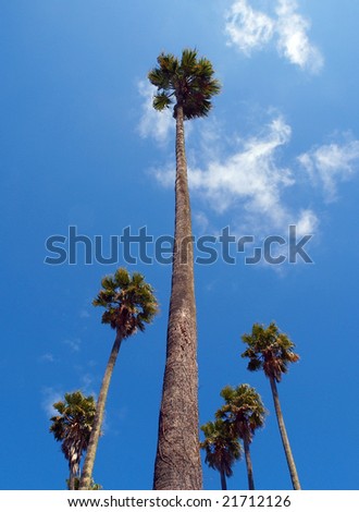 The Tallest Palm Reaching to the Clouds