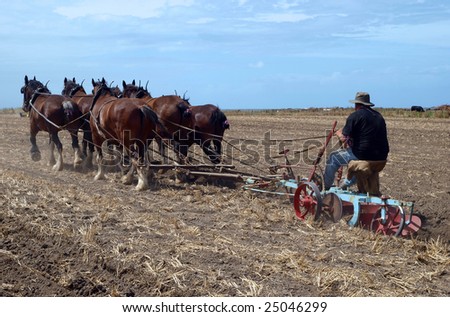 An Oldtimer Ploughing the Field with a Six Horse Team of Clydesdales