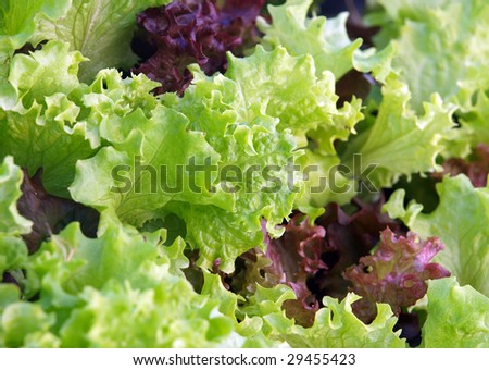 Close up of Green and Red lettuce Leaves