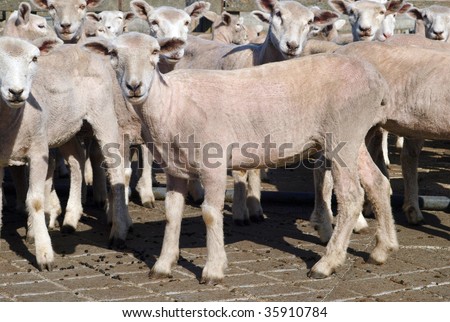 Newly shorn sheep in a pen of sheep