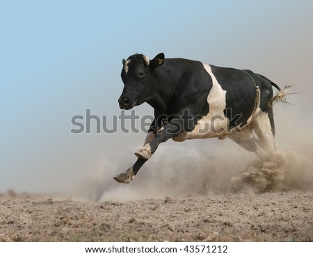 Charging Bull isolated with partial clipping path